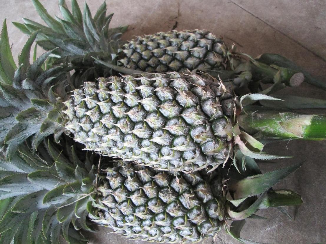 Supplier Fresh Sweet Pineapple -Vietnam-